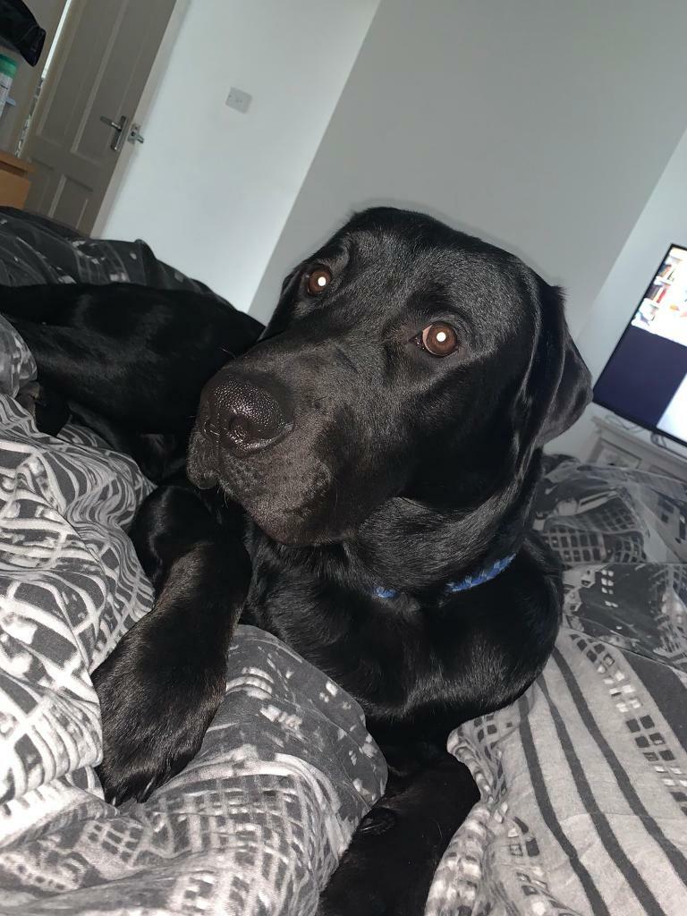 Labrador x Rottweiler 11 months old in Barnsley, South Yorkshire