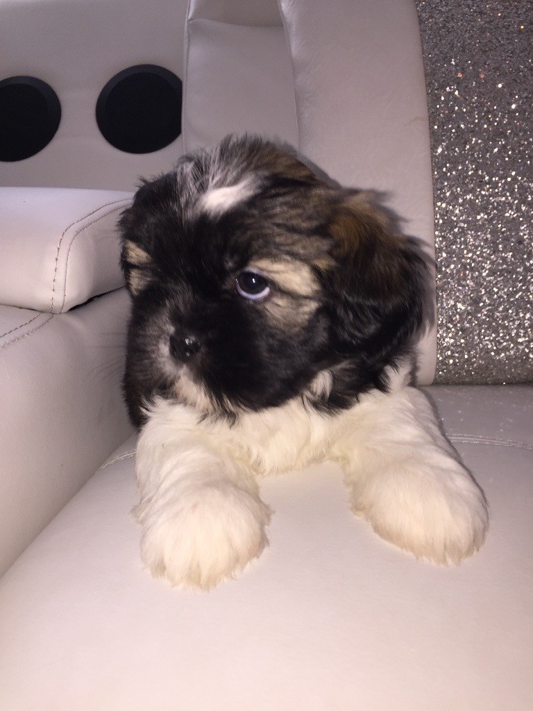 Lhasa apso puppies for sale in Whitburn, West Lothian Gumtree