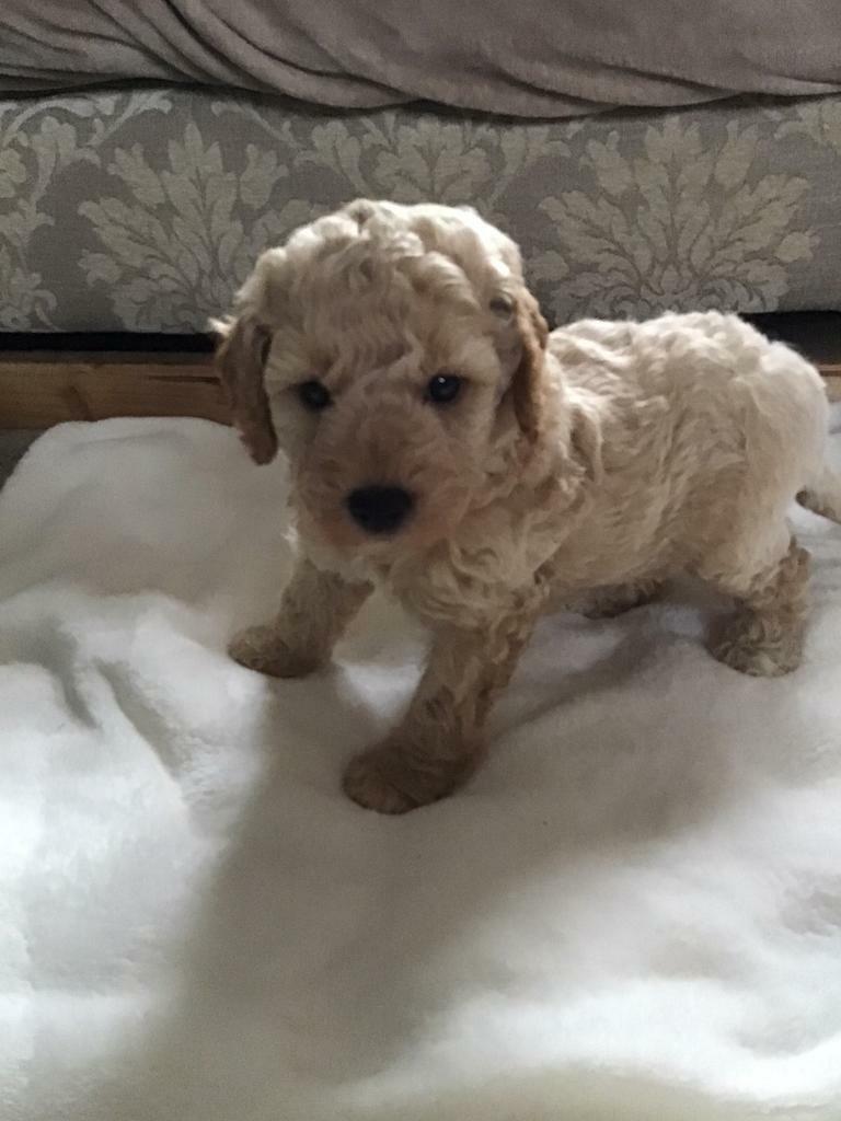 Poodles puppies in Shirehampton, Bristol Gumtree