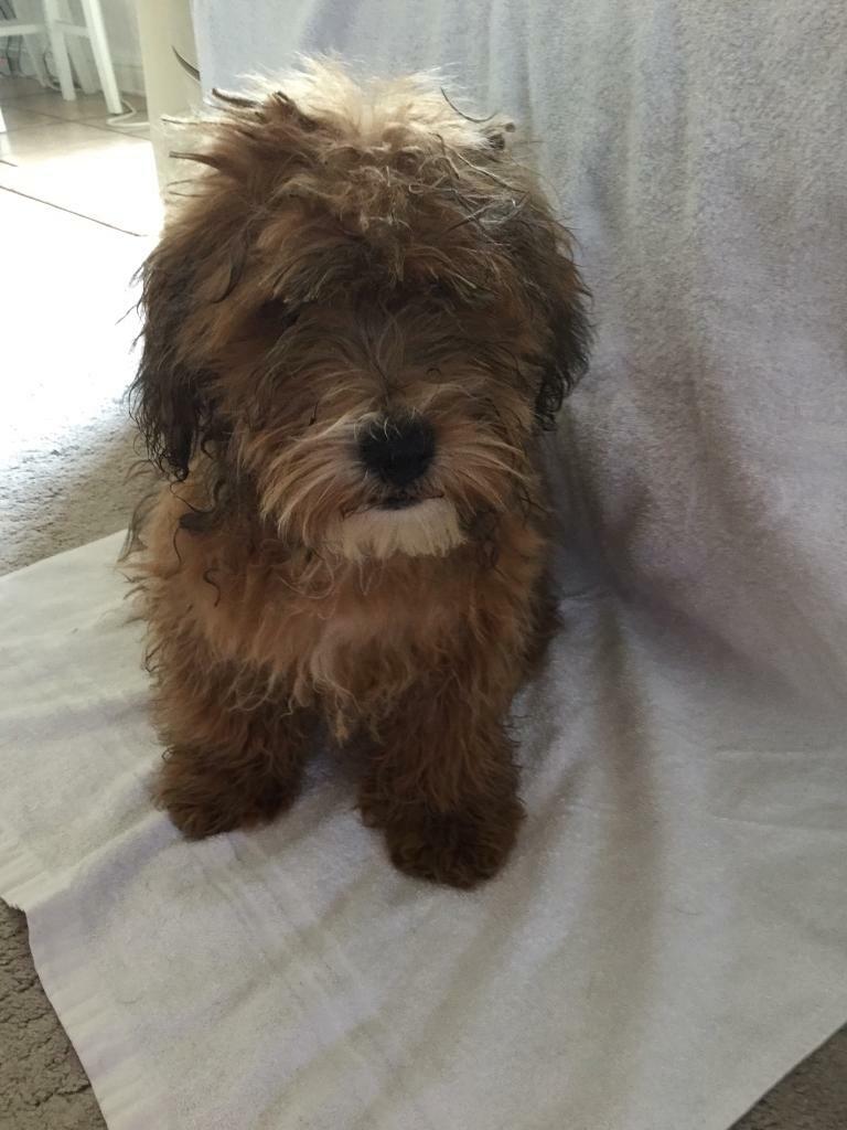Stunning Cavapoochon Puppies For Sale in Epsom, Surrey Gumtree
