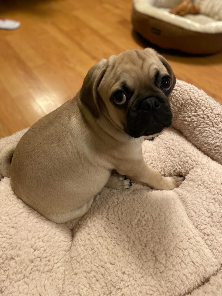 Jug (Pug x Jack Russell mix) in Bermondsey, London Gumtree