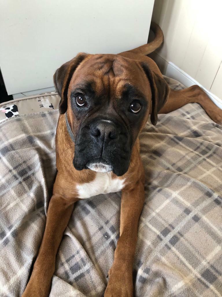 Male boxer dog in Sherborne, Dorset Gumtree