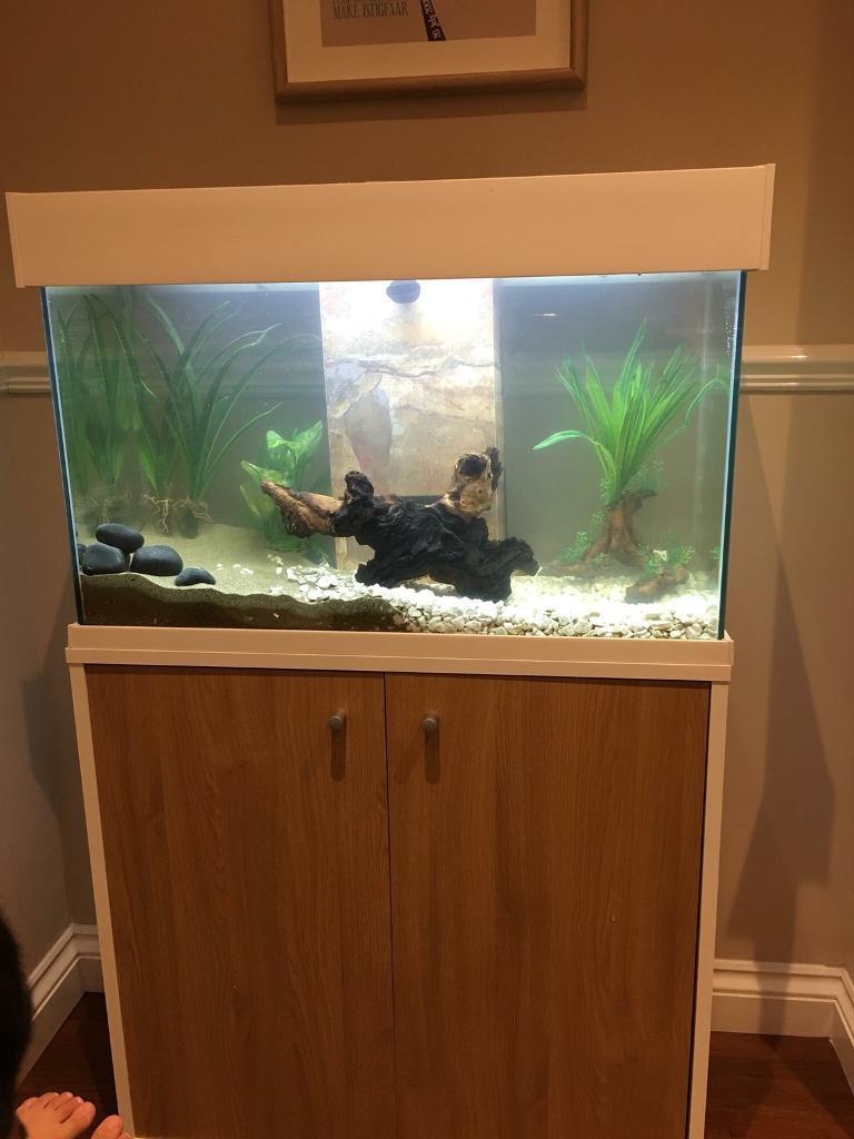 FLUVAL ACCENT 95L fish tank in Riverside, Cardiff Gumtree