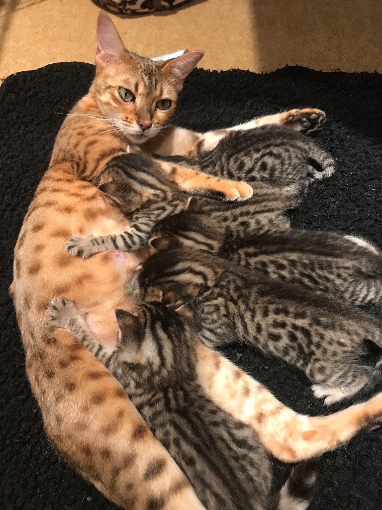 Bengal kittens in Tonbridge, Kent Gumtree