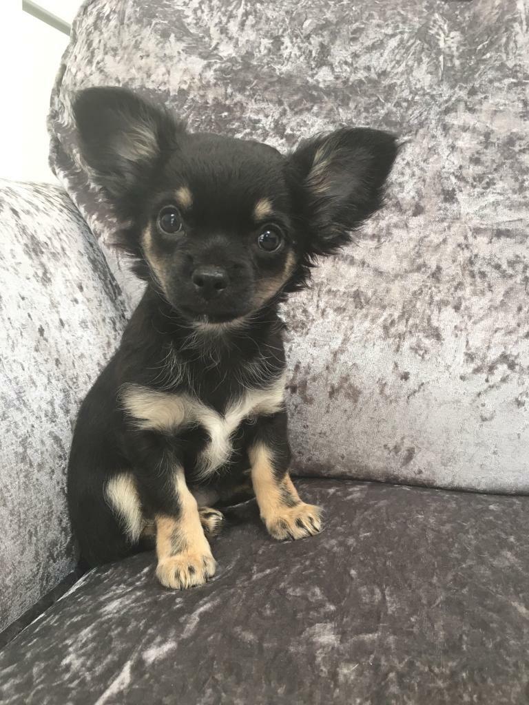 Long Haired Pedigree Chihuahua Puppies In Cambridge