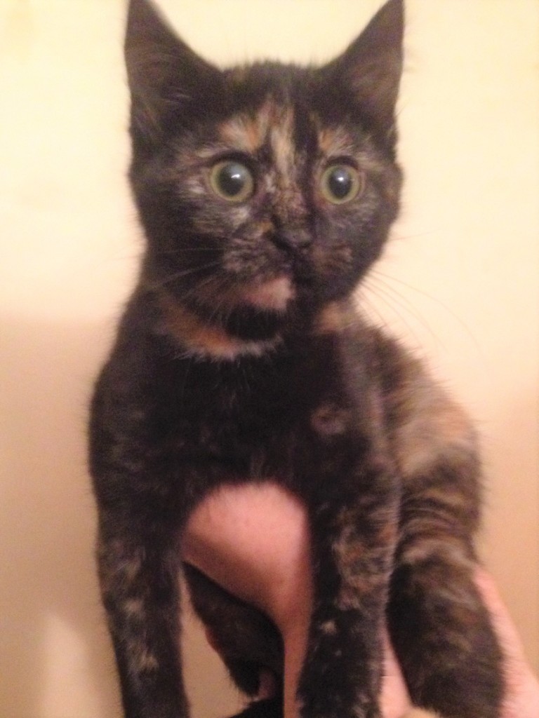 Kitten for sale in North Walsham, Norfolk Gumtree