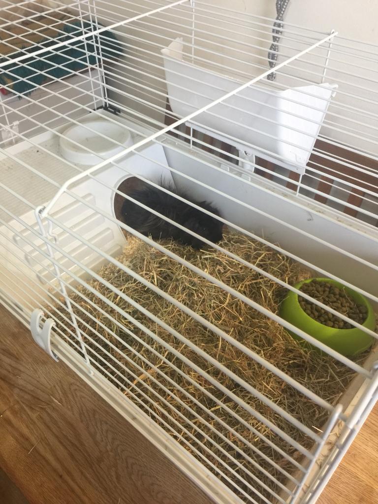 Guinea pig with cage+ food+ wood shavings + hay in Bradford, West