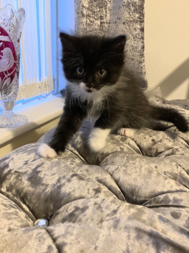 Very Cute Long Haired Fluffy Black Kitten Ready Now 8 Weeks Old In
