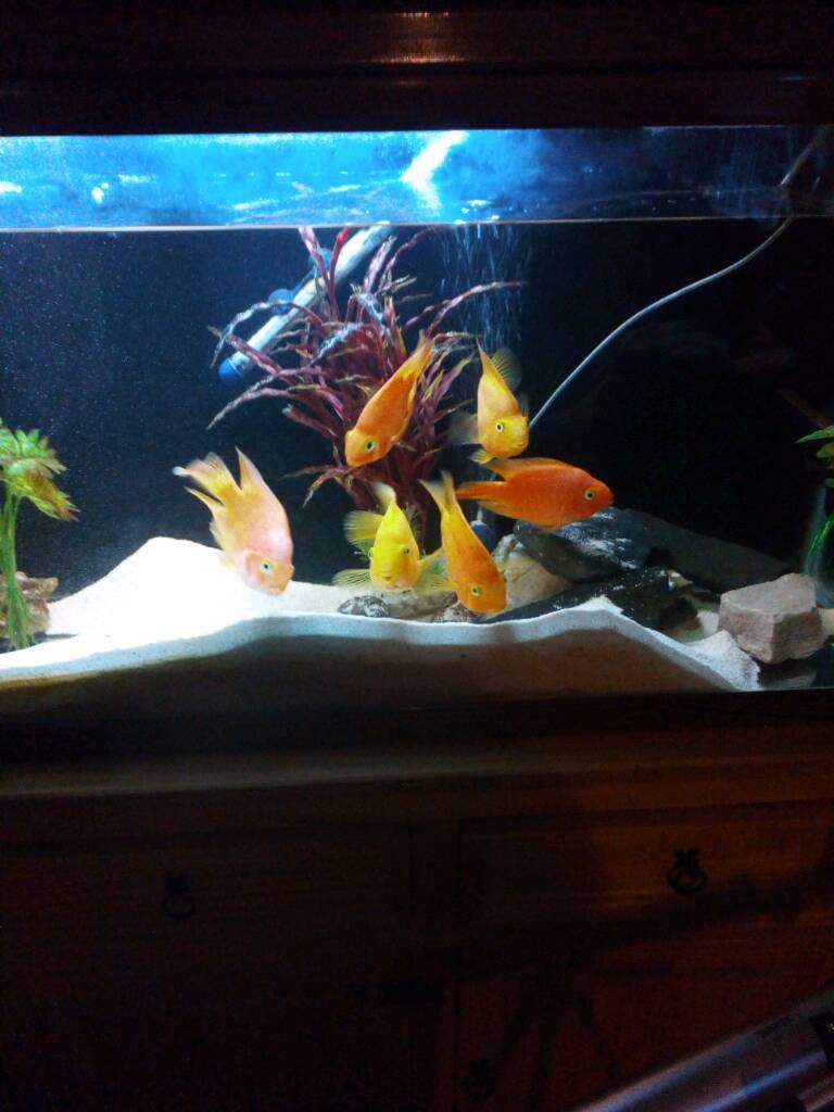 Parrot fish for sale in Great Yarmouth, Norfolk Gumtree