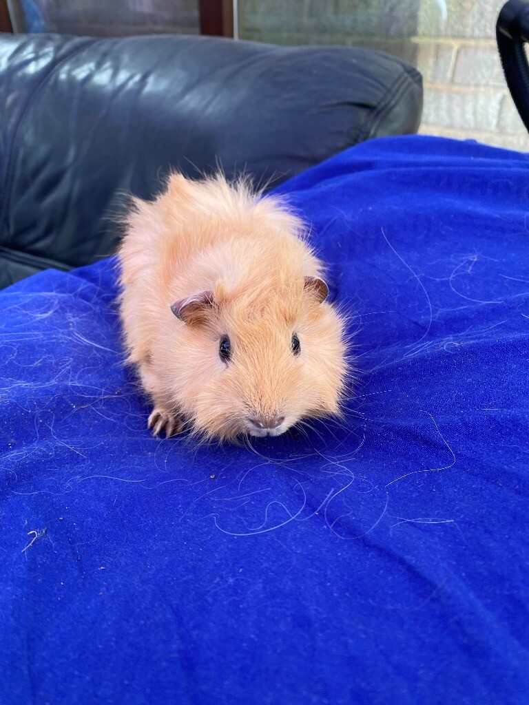 Guinea pigs in Manchester Gumtree