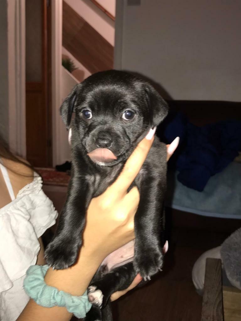 Shih tzu and mini pinscher in Edgware, London Gumtree