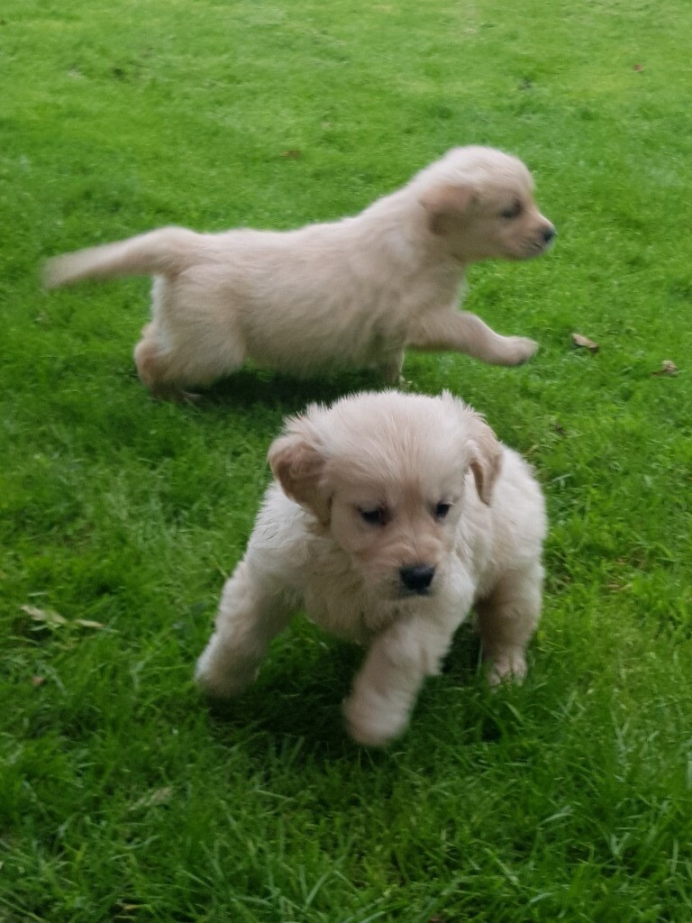 ♡READY NOW♡ pedigree golden retriever puppies in Llandysul