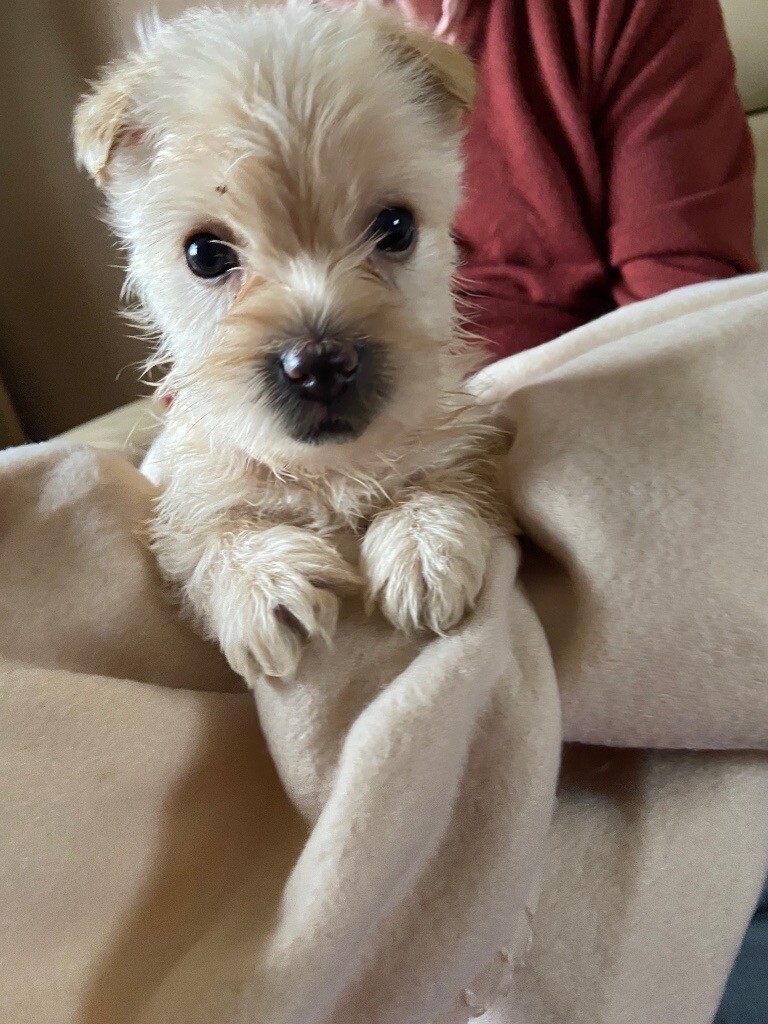 Carkie cross cairne puppies in Lincoln, Lincolnshire