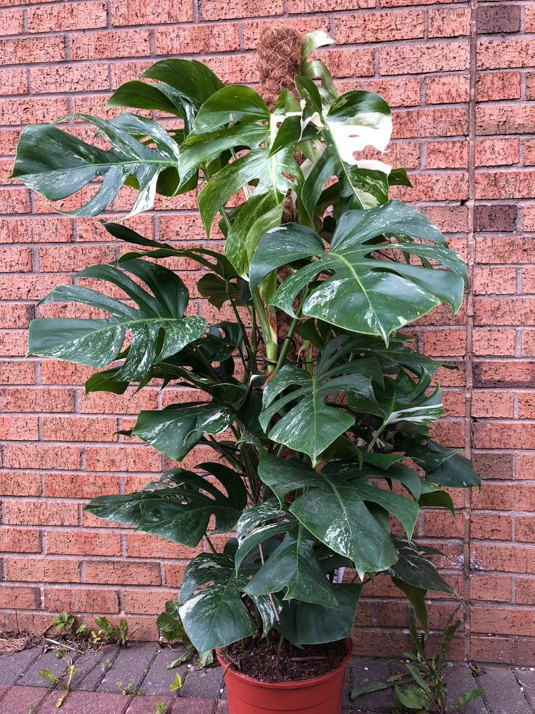 Variegated monstera house plant in Maryhill, Glasgow Gumtree