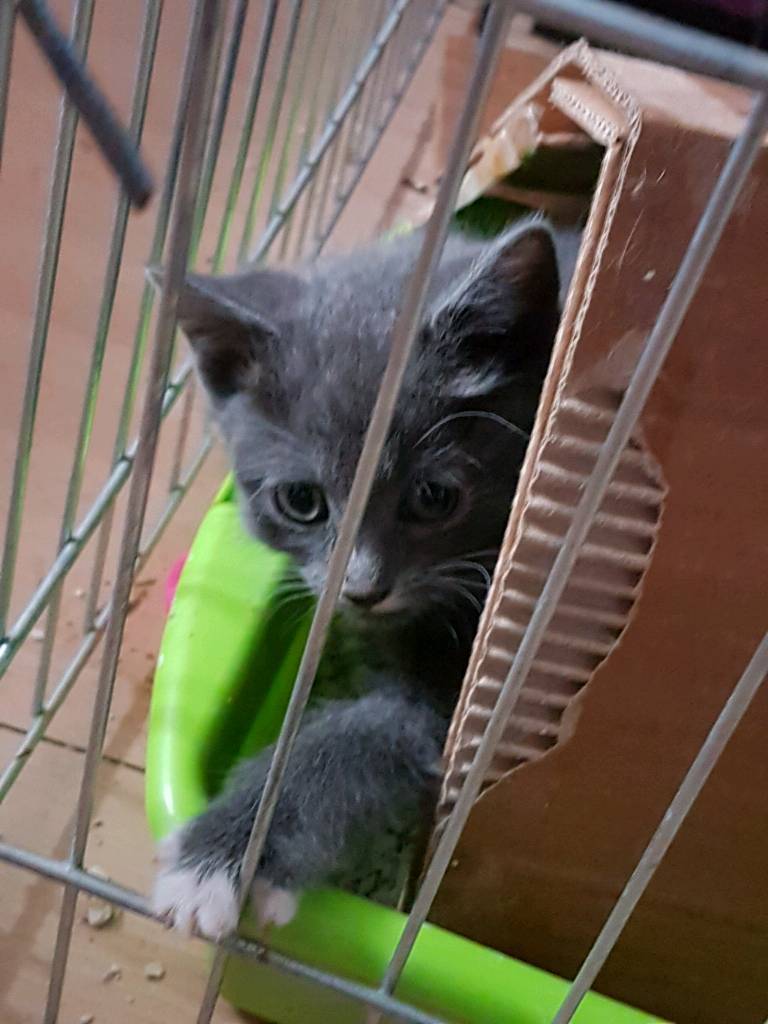 Grey fluffy kittens | in Hemel Hempstead, Hertfordshire | Gumtree