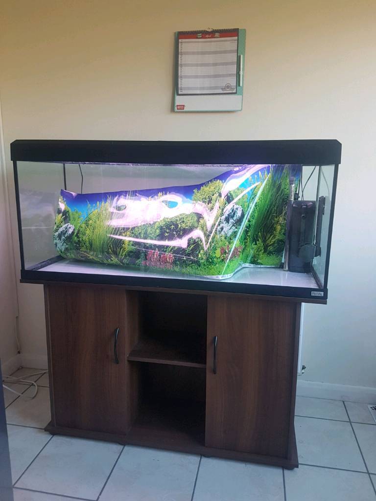 Large fish tank **Offers** in Woodford Halse, Northamptonshire Gumtree