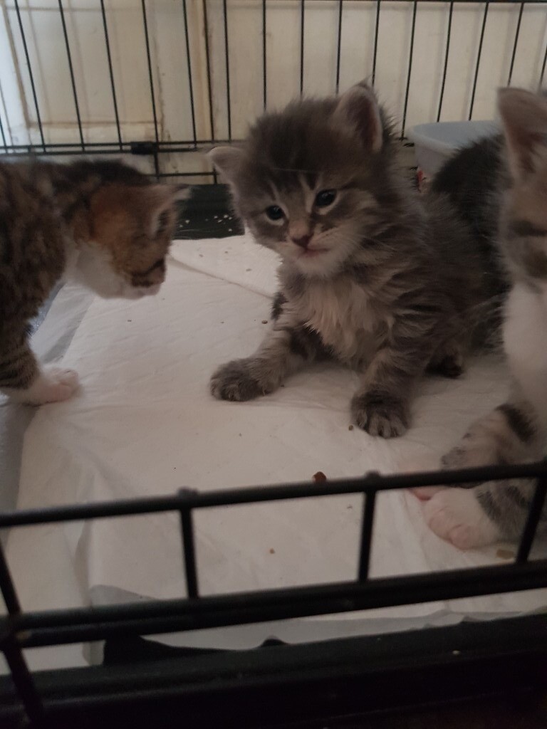 Maine coon, Himalayan kittens for sale in Feltham, London Gumtree