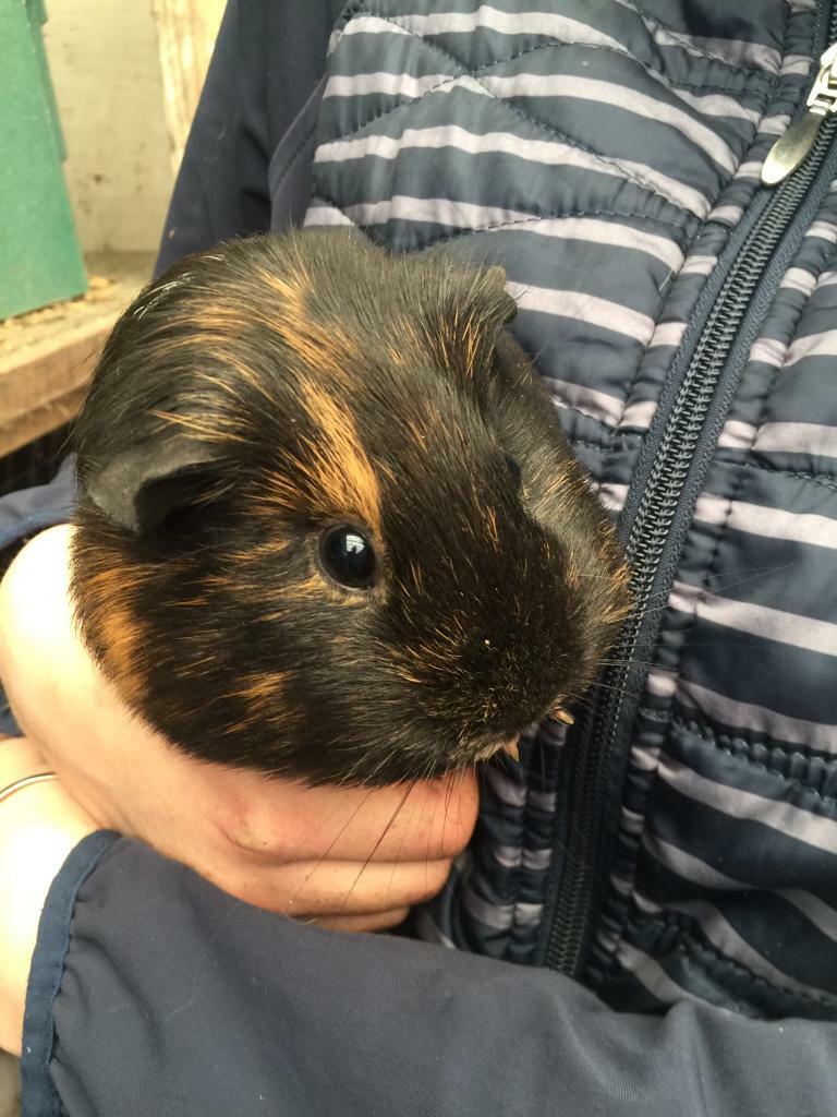 Guinea pigs for sale in Neath, Neath Port Talbot Gumtree