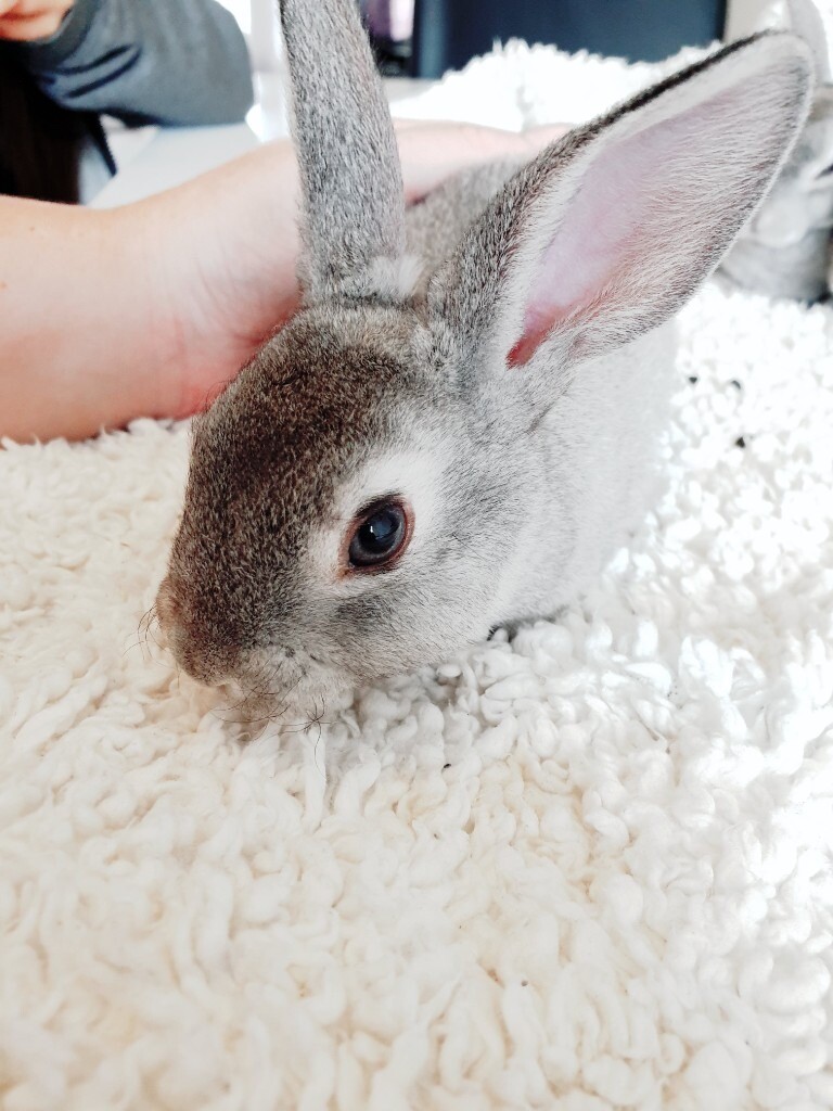 Chinchilla Rex babies in Royton, Manchester Gumtree