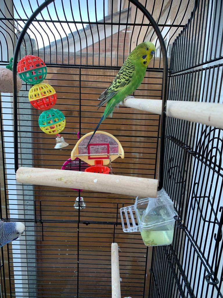 Large budgie cage and birds in Yate, Bristol Gumtree