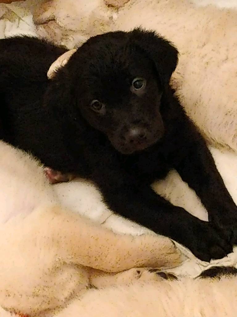 Goldador Puppies in Little Sutton, Cheshire Gumtree