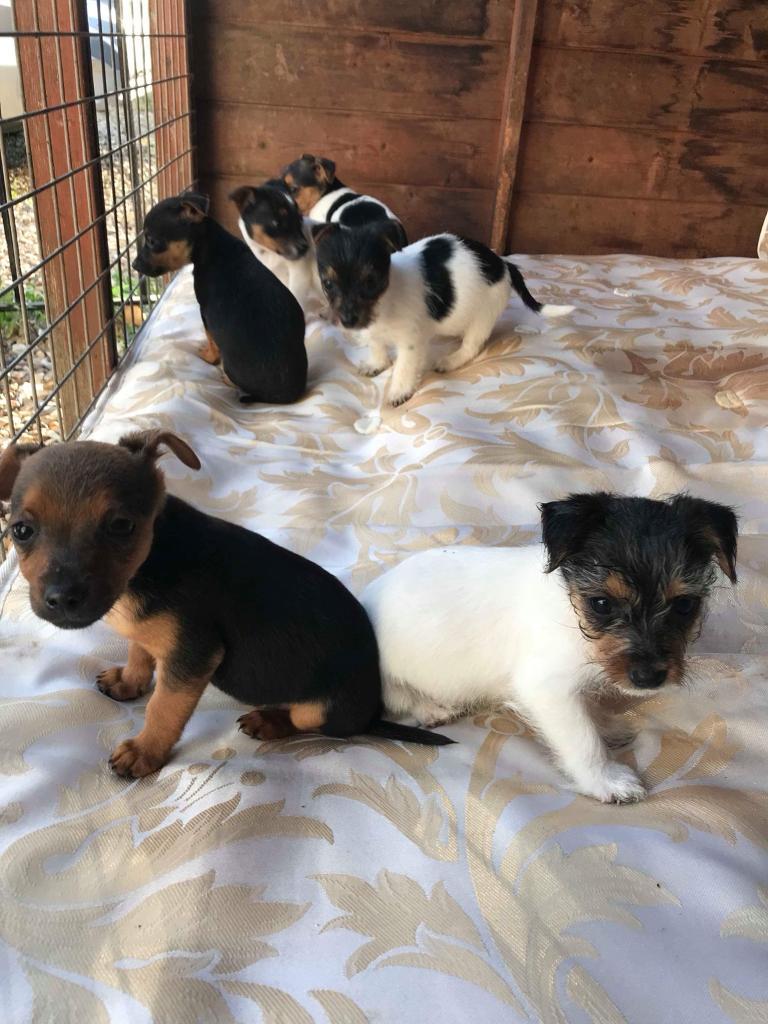 Jack Russell puppies for sale in Wigan, Manchester Gumtree