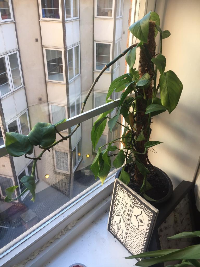 House plants for sale in Newcastle, Tyne and Wear Gumtree