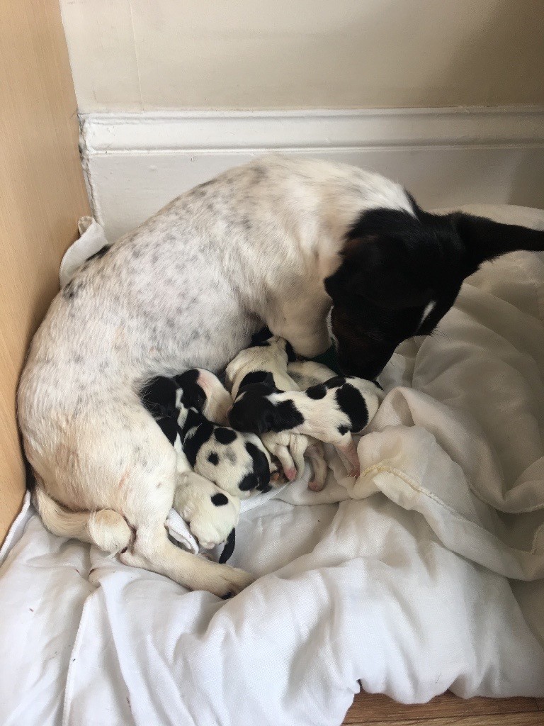 Teacup miniature Jack Russel puppies for sale in Montrose, Angus