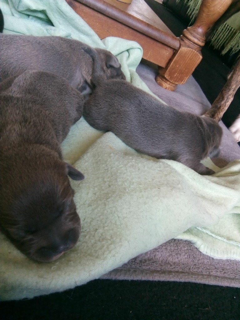 Staff cross puppies for sale. Ready 6th june. in Saxmundham, Suffolk