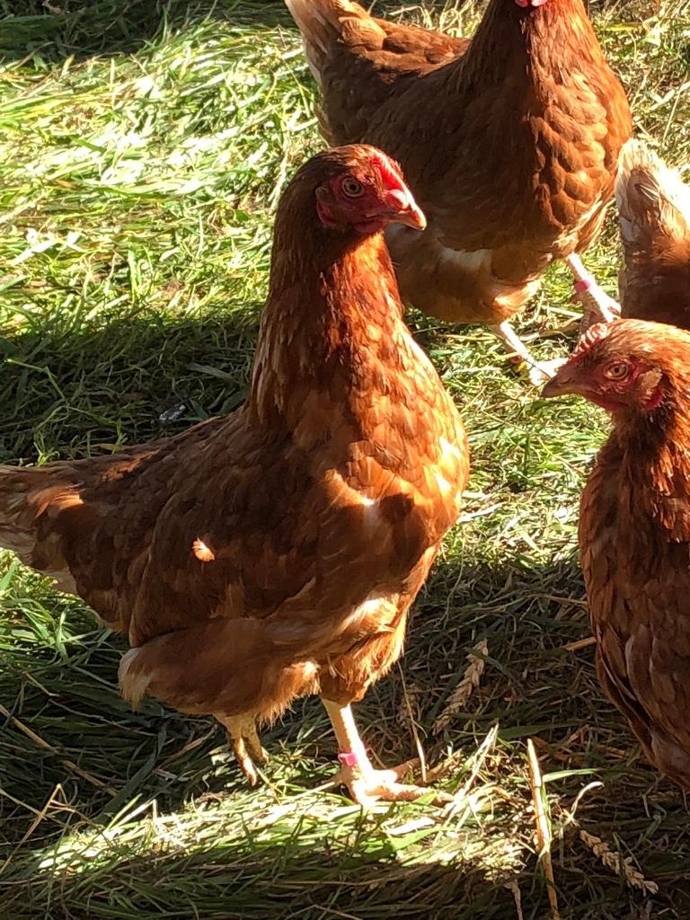 Free range laying hens chickens in StokeonTrent, Staffordshire