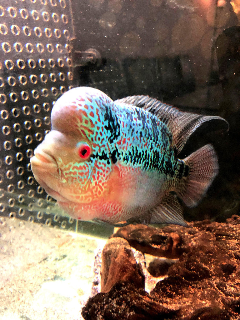 Selling my pair of Flowerhorn cichlids Blue Dragon and Red Dragon | in