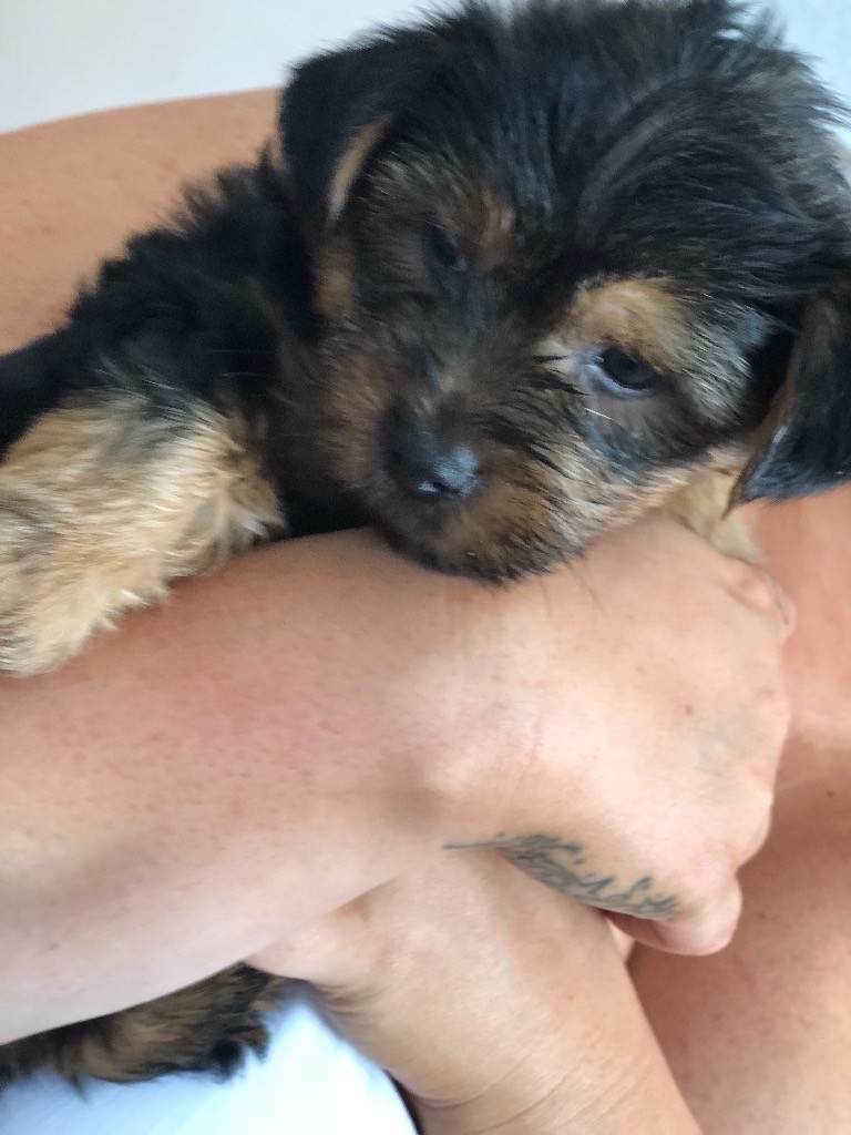 Puppies for sale | in Penlan, Swansea | Gumtree