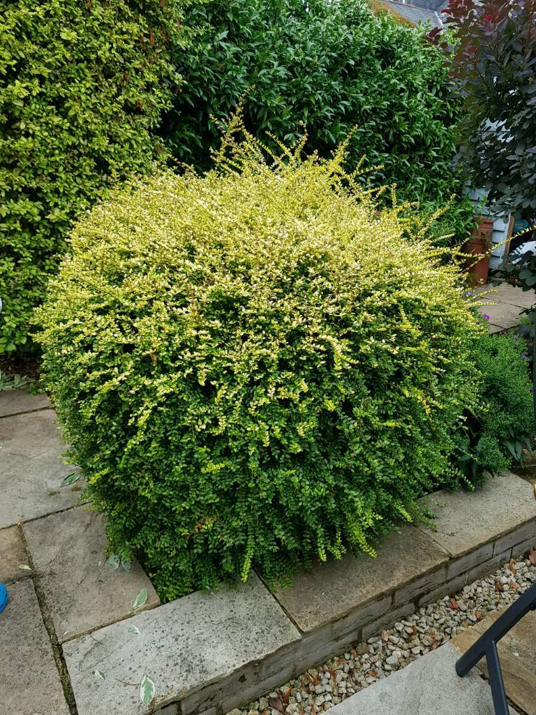 FREE mature shrub in Cambridge, Cambridgeshire Gumtree