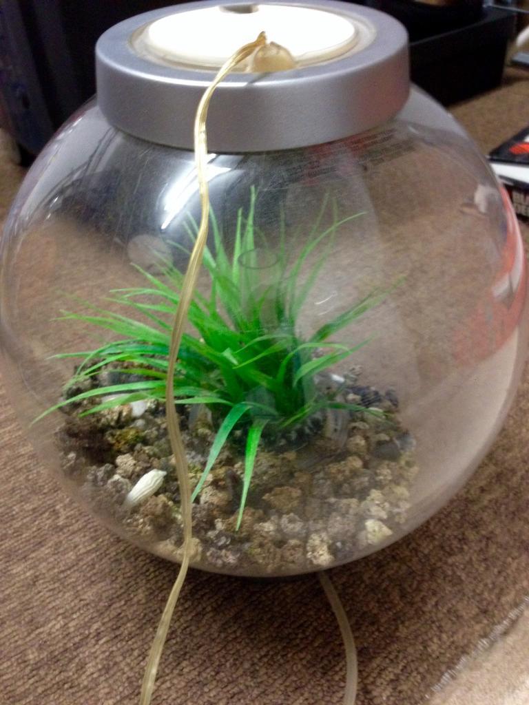 Bio Orb fish tank in Colchester, Essex Gumtree