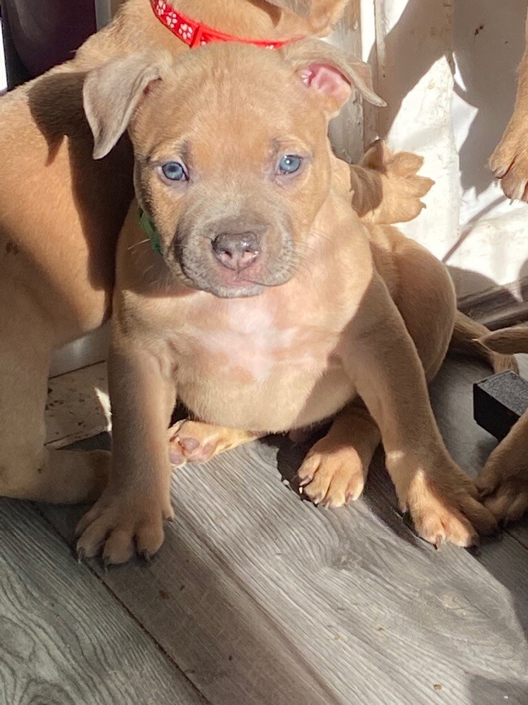 American bully pocket pups ABKC registered in Castle Bromwich, West Midlands Gumtree