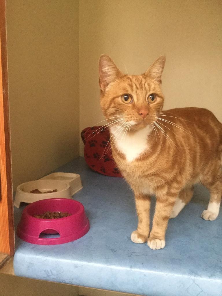 Male Ginger Cat 5 years old in Rotherham, South Yorkshire Gumtree