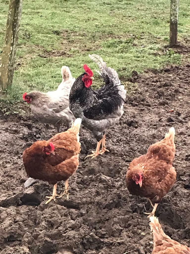 Laying hens in Blairgowrie, Perth and Kinross Gumtree