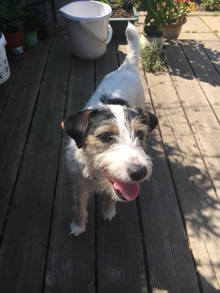 Rough coat Jack Russell in Tiverton, Devon Gumtree