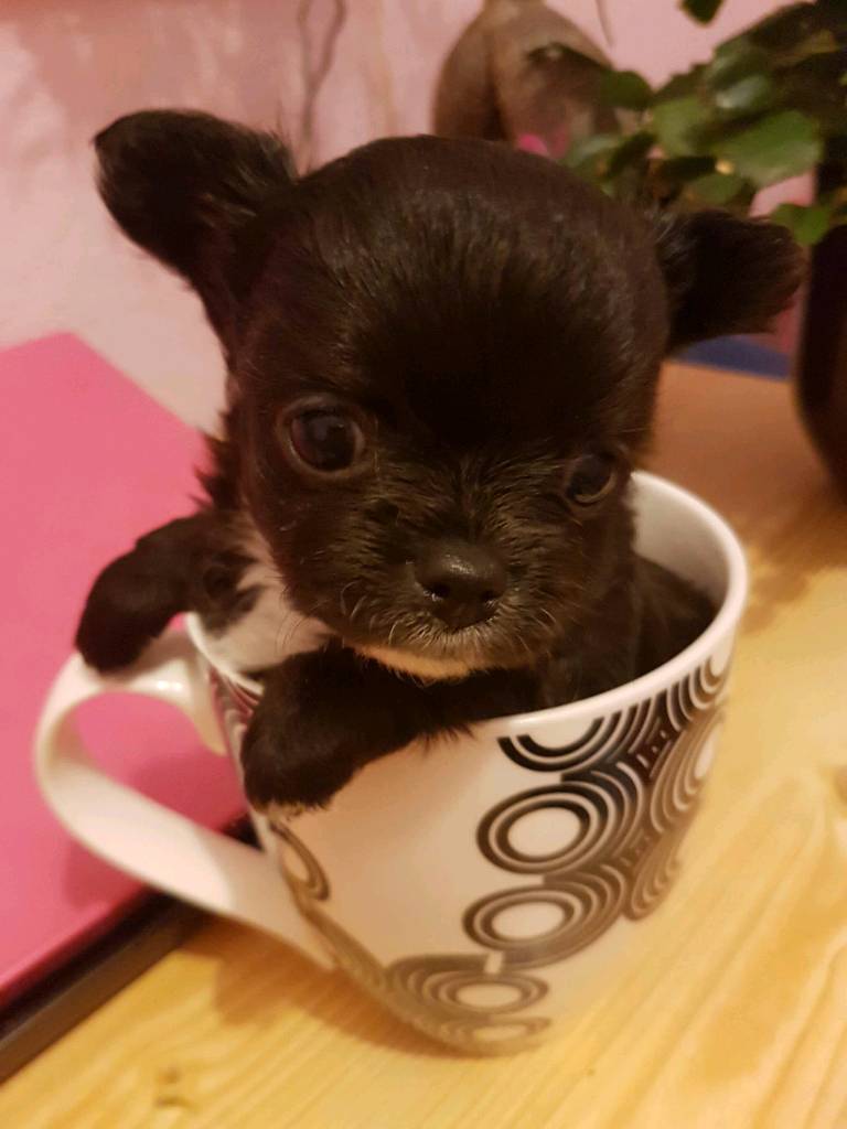 Chihuahua Puppies In Newmains North Lanarkshire Gumtree