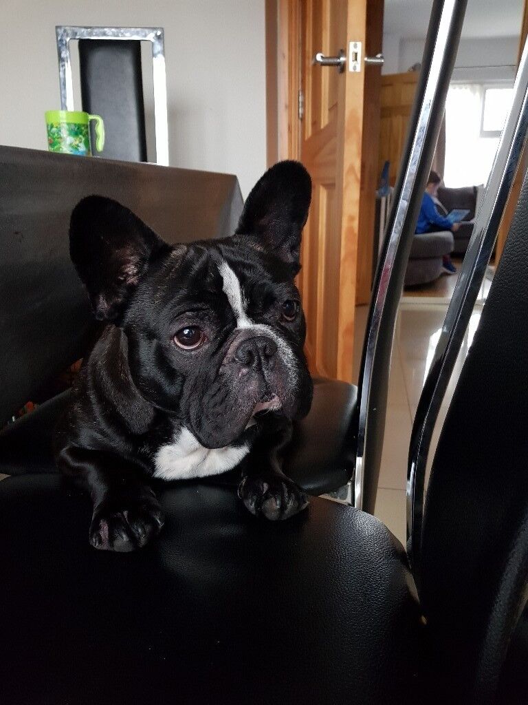 Male french bulldog. 2 in may neutered. in Portadown