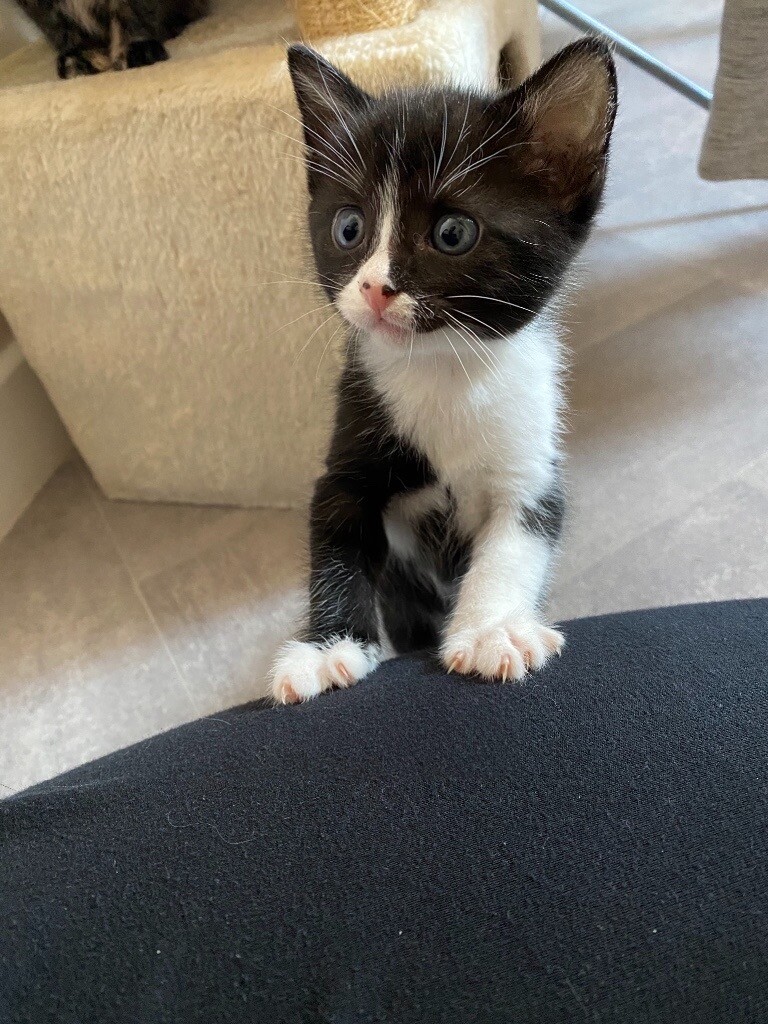 5 mixed breed kittens ( 3 LEFT ) ready 10th June in Brighton, East