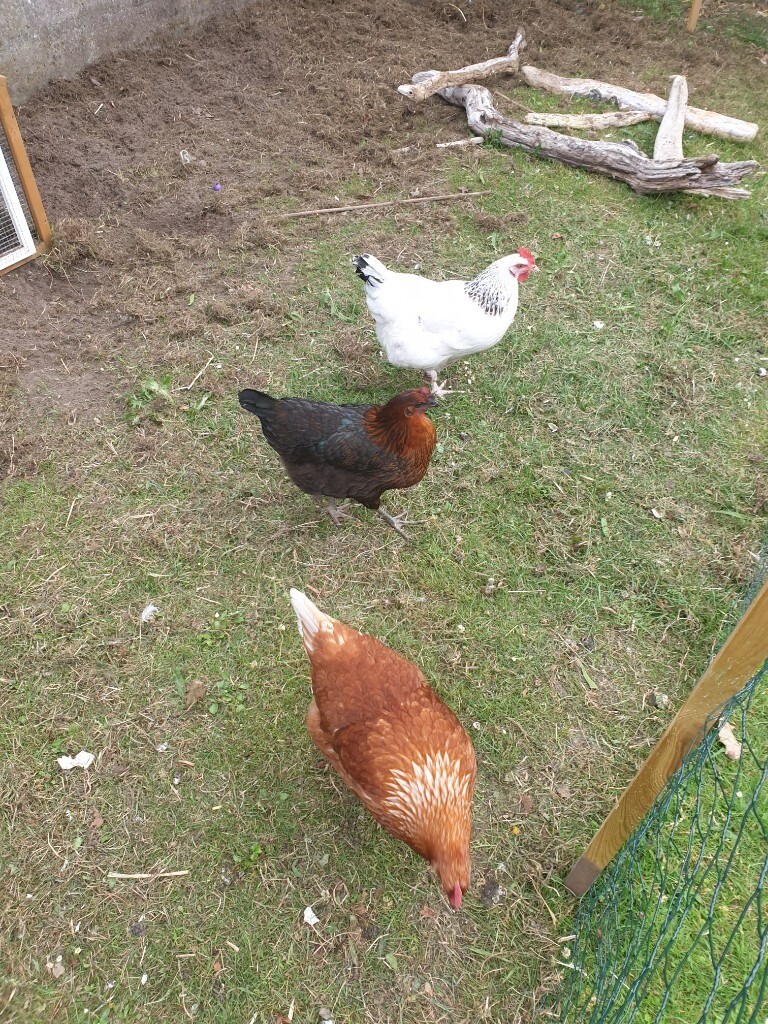 3 beautiful laying hens for sale. NOW SOLD. THANKS! in Elgin, Moray