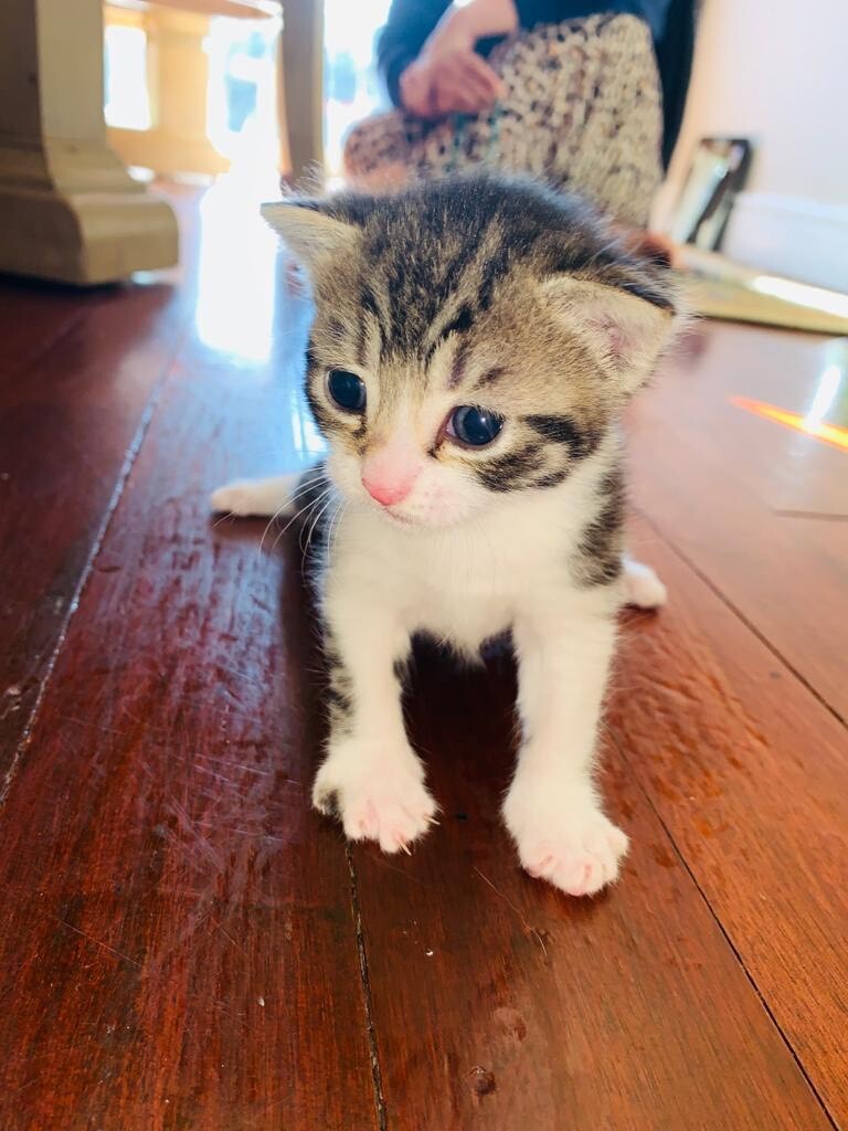 * SOLD * Beautiful Silver Tabby Girl Kitten for Sale in Luton