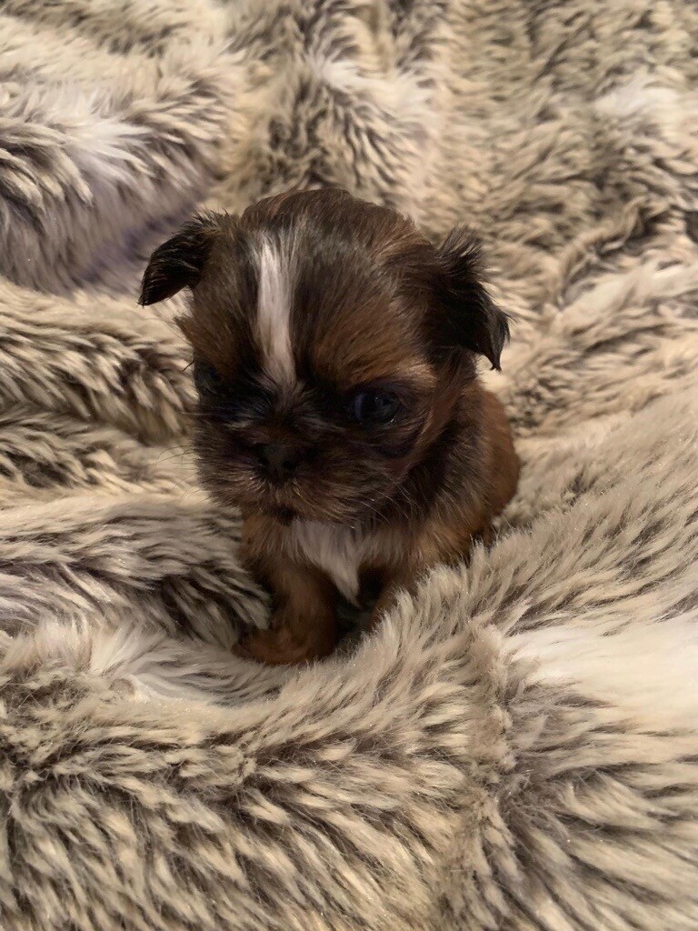 Karashishi Imperial Tiny Shih Tzu Puppies New 4week Old Litter In