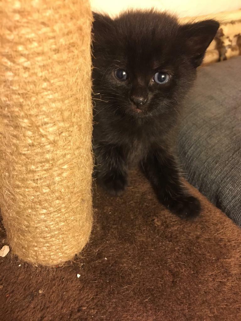 Black fluffy kittens | in Leicester, Leicestershire | Gumtree