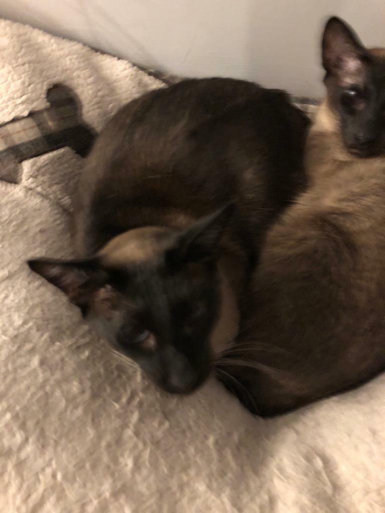 2 female Siamese Grey Point Cats & Accessories in Bangor, County Down Gumtree