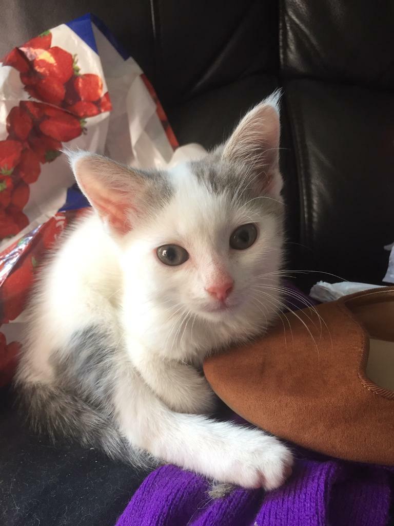 8 week old Kitten in Bournemouth, Dorset Gumtree