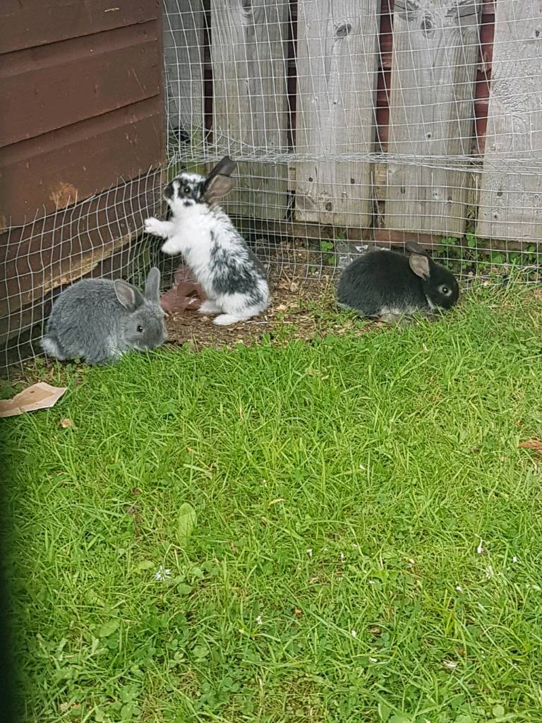 3 month old rabbits. 8 in total in Crumlin, County Antrim Gumtree