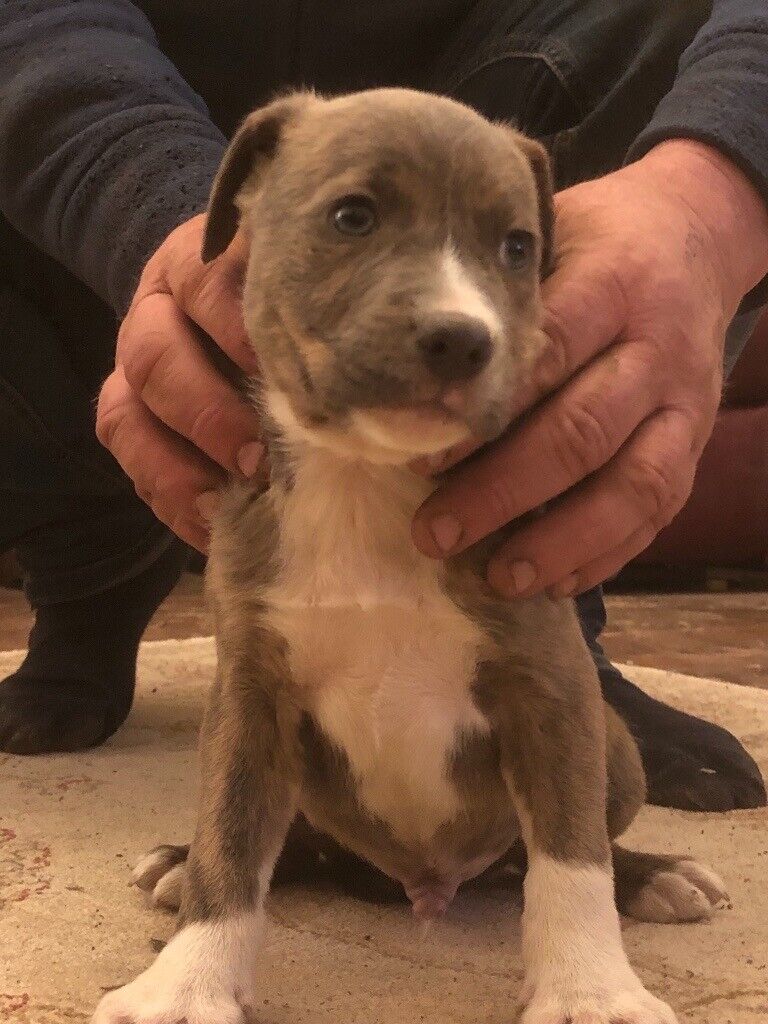 7 Blue staffy x Will deliver in Keith, Moray Gumtree