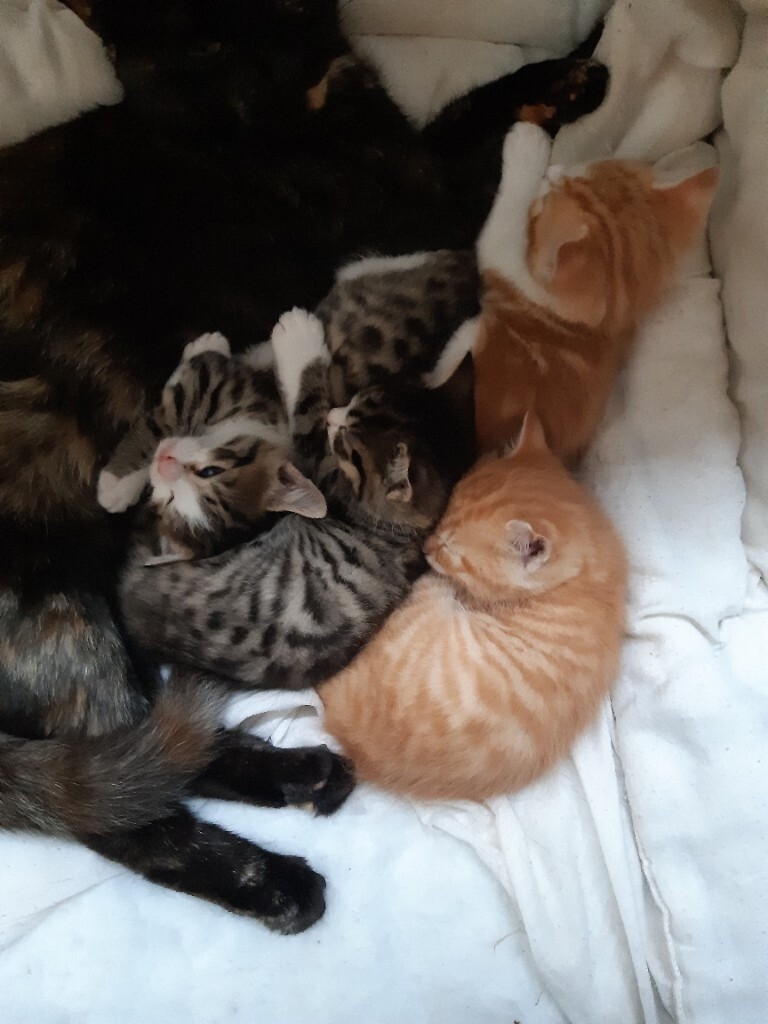 2 Kittens for sale in Johnstone, Renfrewshire Gumtree